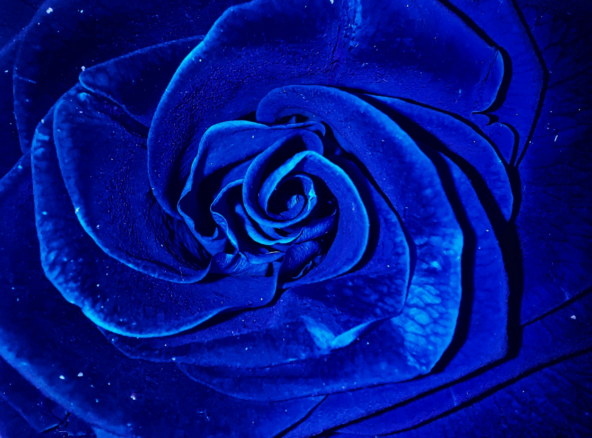 Blue flower swirl pattern_Commitment and Community_pexels-nefeli-andriopoulou-10235555-7050671 https://seva-wealth.com/wp-content/uploads/2026/01/Blue-flower-swirl-pattern_Commitment-and-Community_pexels-nefeli-andriopoulou-10235555-7050671.jpg