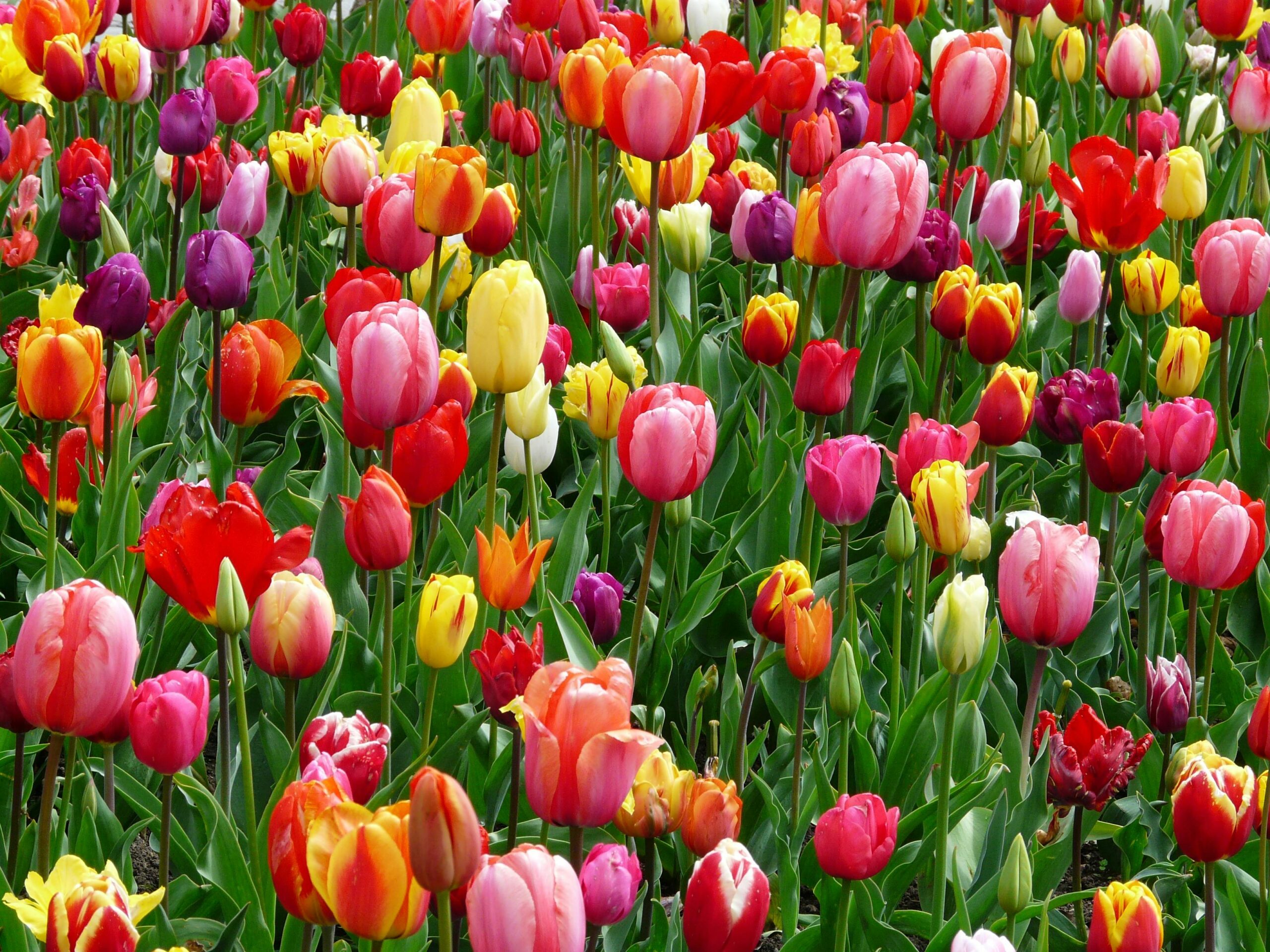 https://seva-wealth.com/wp-content/uploads/2026/01/Field-of-Tulips_Abundance_Freedom_Financial-Planning_pexels-pixabay-69776-scaled.jpeg