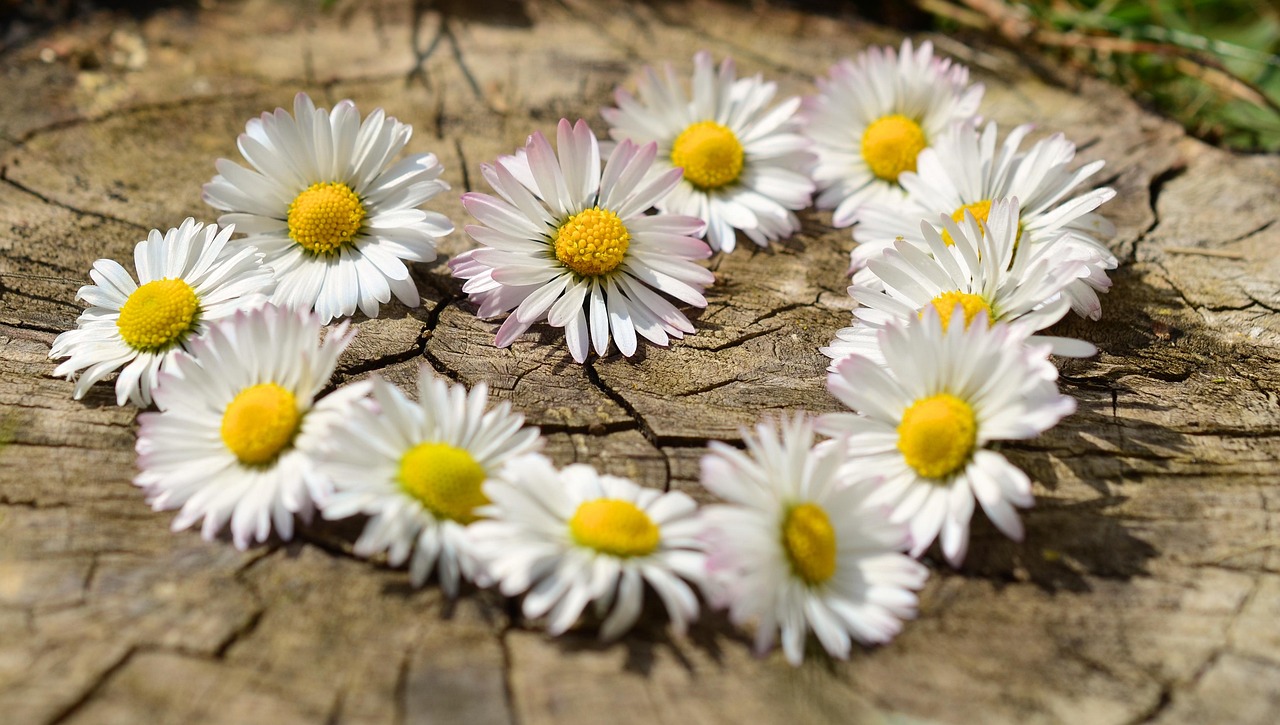 https://seva-wealth.com/wp-content/uploads/2026/01/Heart-formed-in-daisies_love_purity_horizontal-rectangle_daisy-712898_1280.jpg