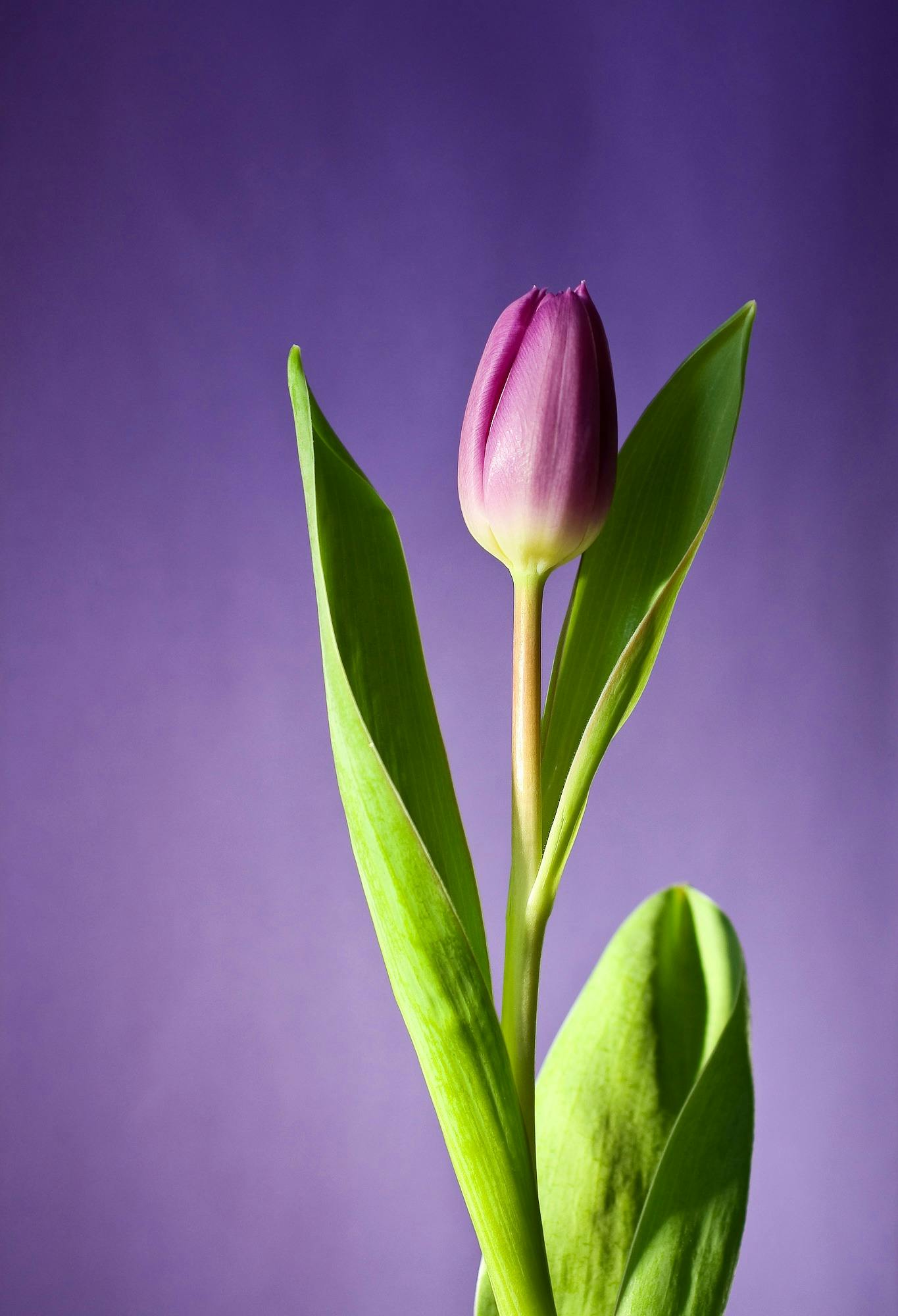 https://seva-wealth.com/wp-content/uploads/2026/01/Mauve-colorded-tulip-against-purpe-background_pexels-pixabay-36729-1.jpg