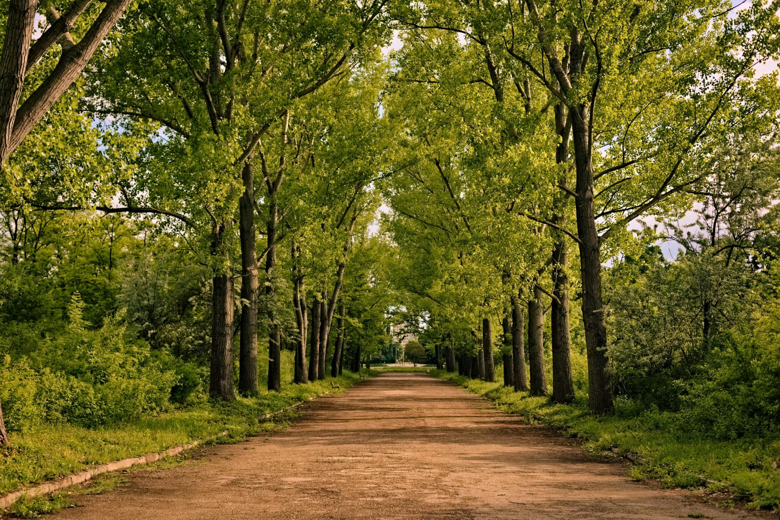 https://seva-wealth.com/wp-content/uploads/2026/01/Straight-gravel-road-tree-lined_Perpetual_Annuities_pexels-blooddrainer-13056834-1-scaled.jpg
