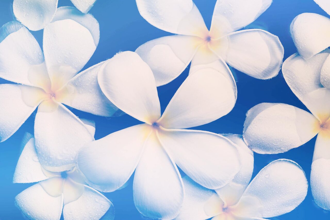 white flowers on blue background_serenity_peace of mind_annuities_pexels-neosiam-673535 https://seva-wealth.com/wp-content/uploads/2026/01/white-flowers-on-blue-background_serenity_peace-of-mind_annuities_pexels-neosiam-673535-1280x853.jpg