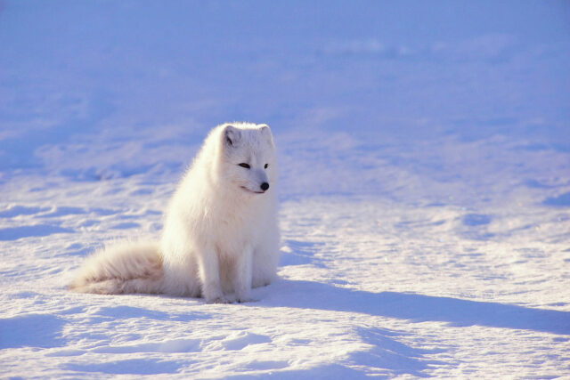 202512_Monthly-Market-Overview_White-Husky-in-the-Snow