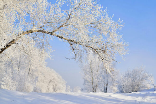 2026_01_Monthly Market overview_Snowy-Tree-on-a-Winter-Day