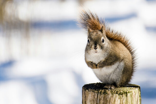 2026_02_Monthly-Market-Overview_Brown-Squirrel-on-a-tree-stump