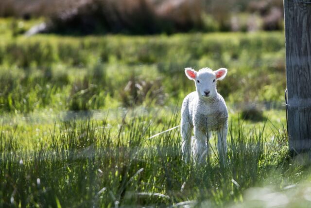 2026_03_Monthly-Market-Overview_Little-lamb-in-grassy-field
